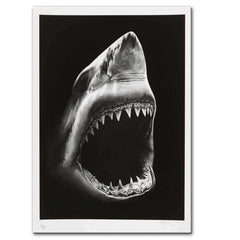 Peinture sur toile moderne Peinture sur toile de requin